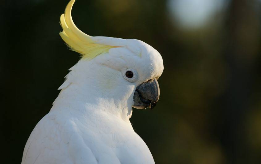 Cockatoo, White, Loud, Interrupting
